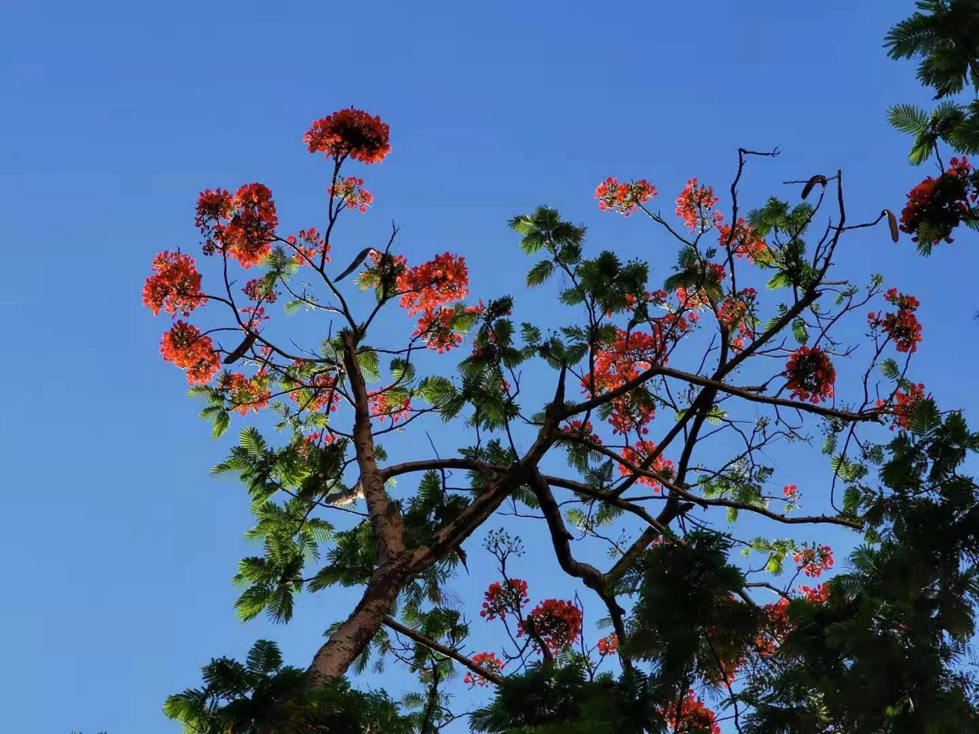 鳳凰木樹冠盛開的橘紅色花朵近景