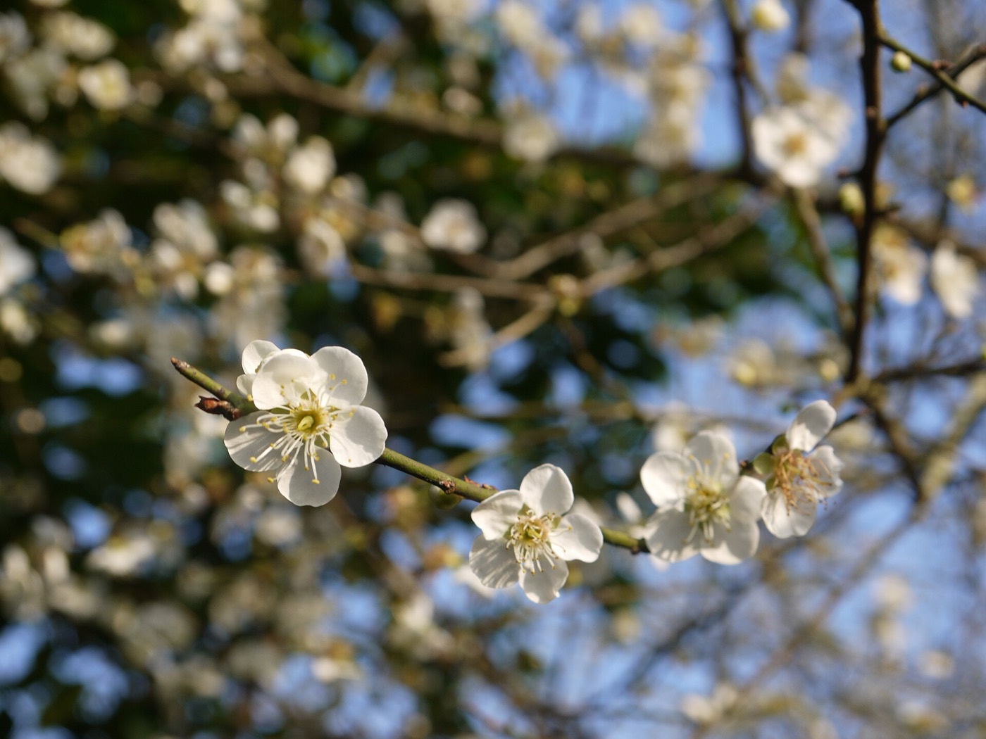 梅山公園梅林中白色梅花特寫，背景為藍天與虛化枝條
