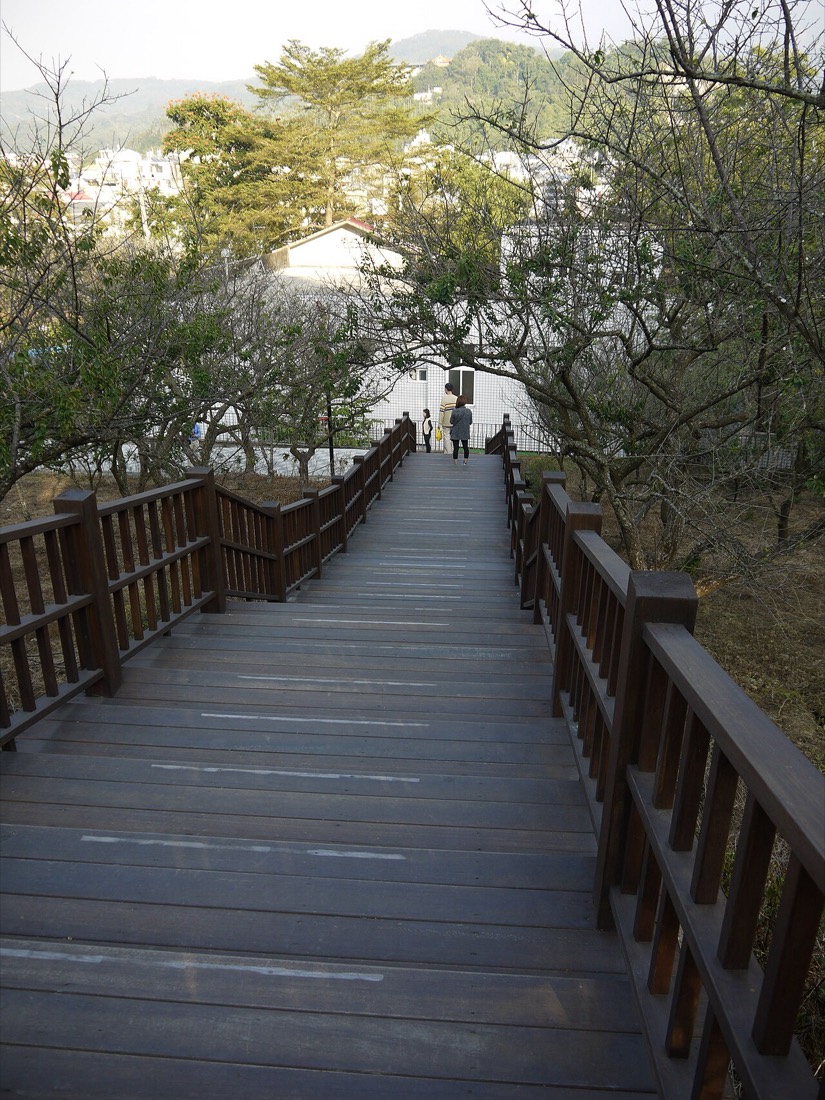 嘉義梅山公園成片梅林的枝幹與步道