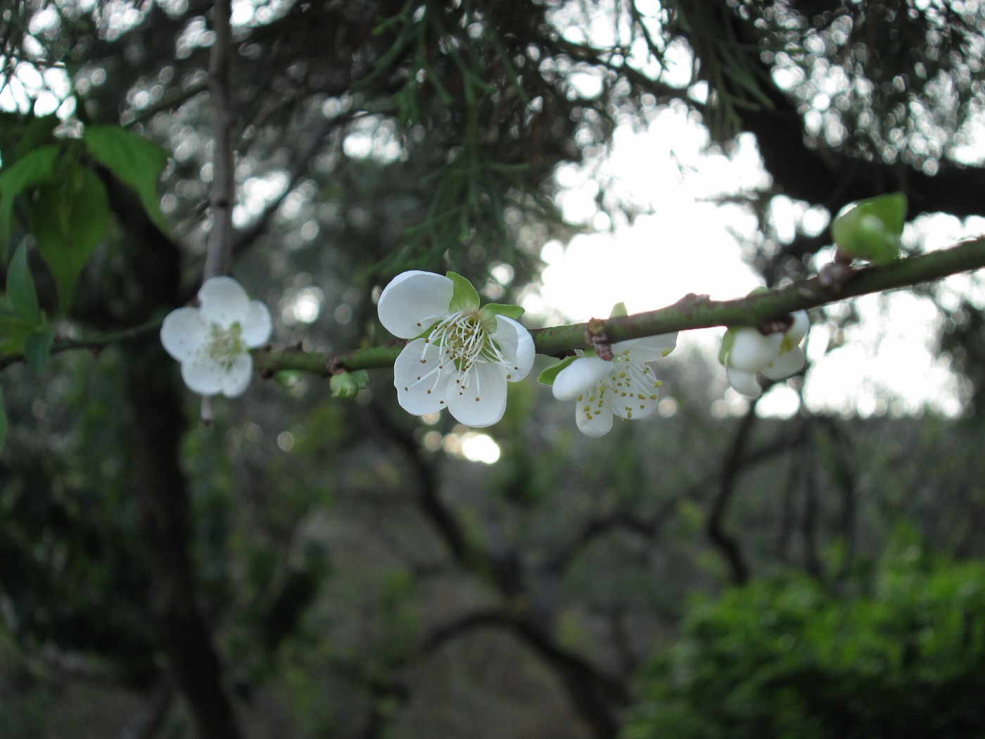 嘉義梅山公園梅花季盛開的白色梅花枝條近景
