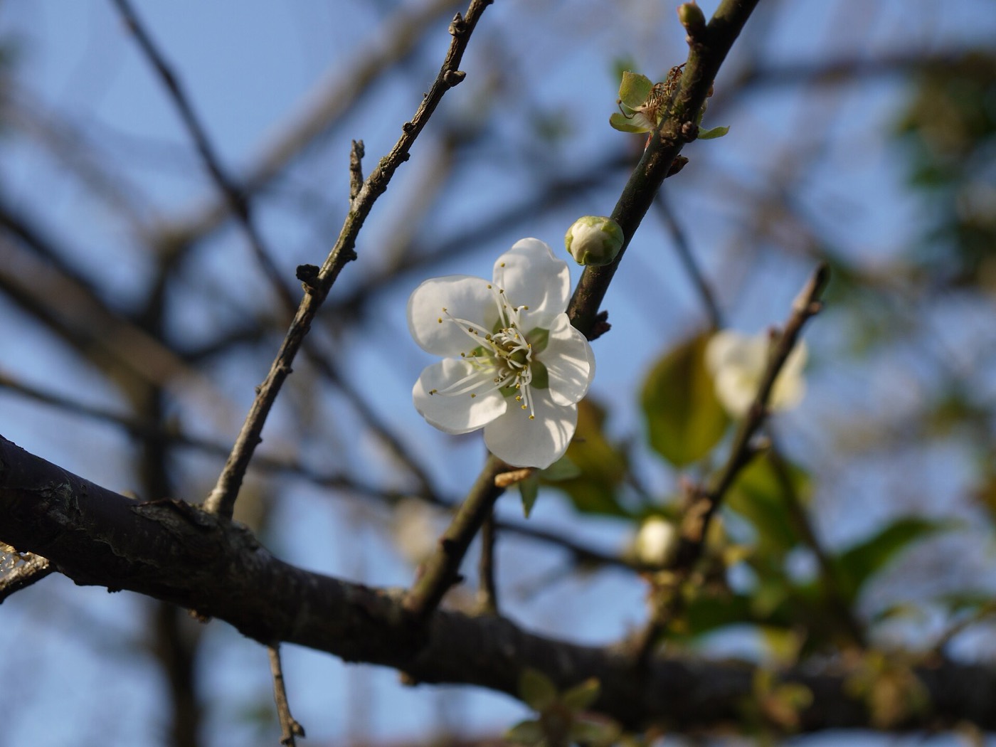 嘉義梅山公園梅花季盛開的白色梅花枝條近景