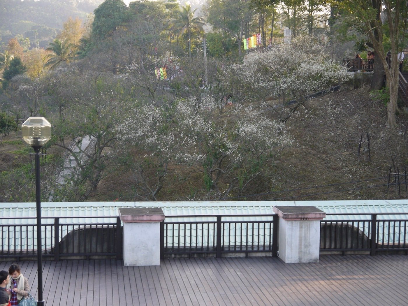 嘉義梅山公園梅花季盛開的白色梅花枝條近景